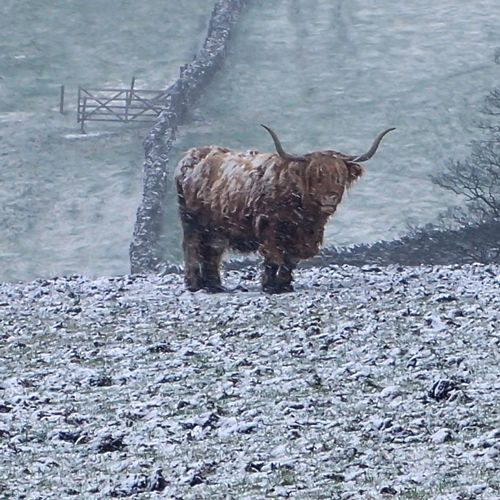 weather photo bull in a blizzard