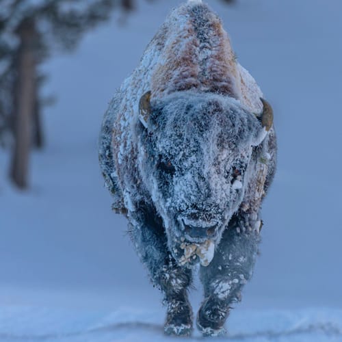 Weathered Bison