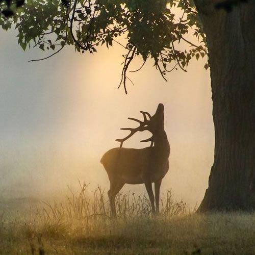 1st_Place_A_stag_in_Bushy_Park_London_by_David_David_Photos_UK_thumb