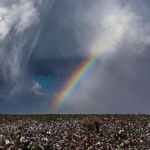 1st_Place_Thunderstorm_and_rainbow_over_a_cotton_field_near_Eloy_AZ_by_Kyle_Benne_KyleBenne_thumb
